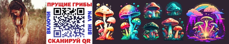 купить наркотики цена  Жуковка  Галлюциногенные грибы Psilocybe 